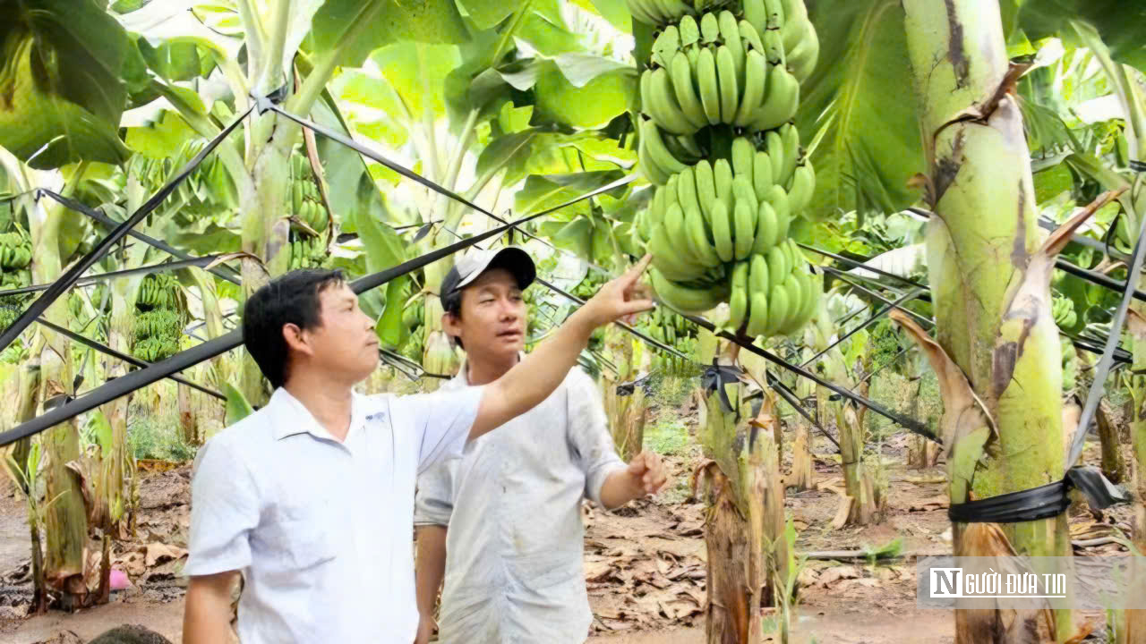 Đồng Nai xuất khẩu 220 tấn chuối, mở rộng thị trường n&ocirc;ng sản năm 2026 - Ảnh 5.