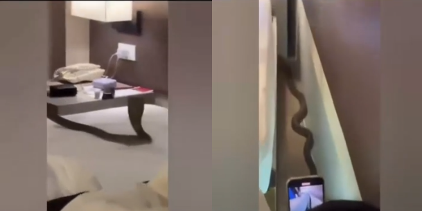 Rủ nhau v&agrave;o kh&aacute;ch sạn, cặp đ&ocirc;i hoảng sợ thấy con vật "đ&aacute;ng sợ" b&ograve; tr&ecirc;n giường - Ảnh 1.