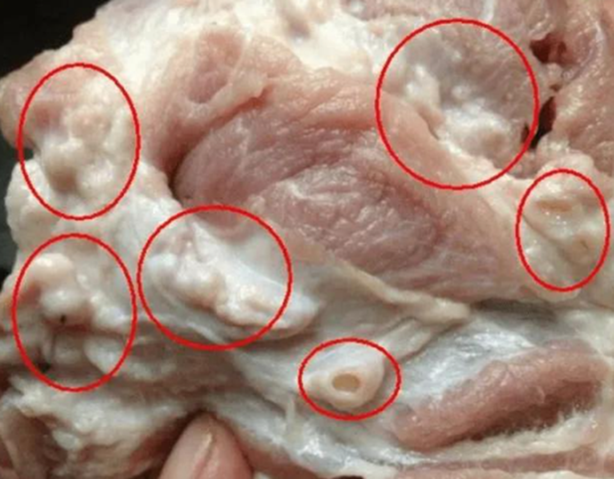 300 tấn heo bệnh vào trường học: Ăn thịt nhiễm dịch tả heo châu Phi gây hại thế nào với sức khỏe? - Ảnh 1.