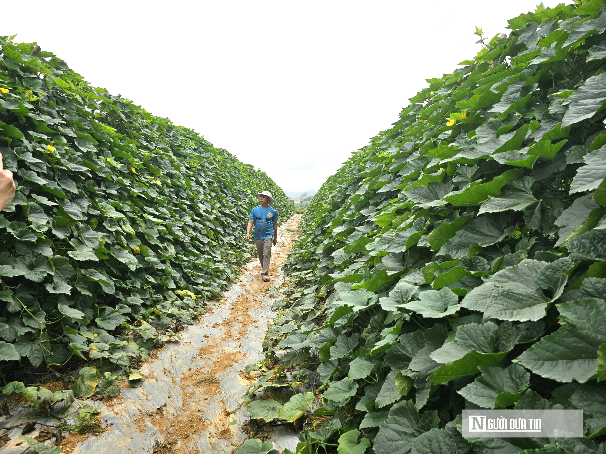 Trồng c&acirc;y giải nhiệt "b&igrave;nh d&acirc;n", n&ocirc;ng d&acirc;n bỏ t&uacute;i h&agrave;ng trăm triệu đồng/năm- Ảnh 1.