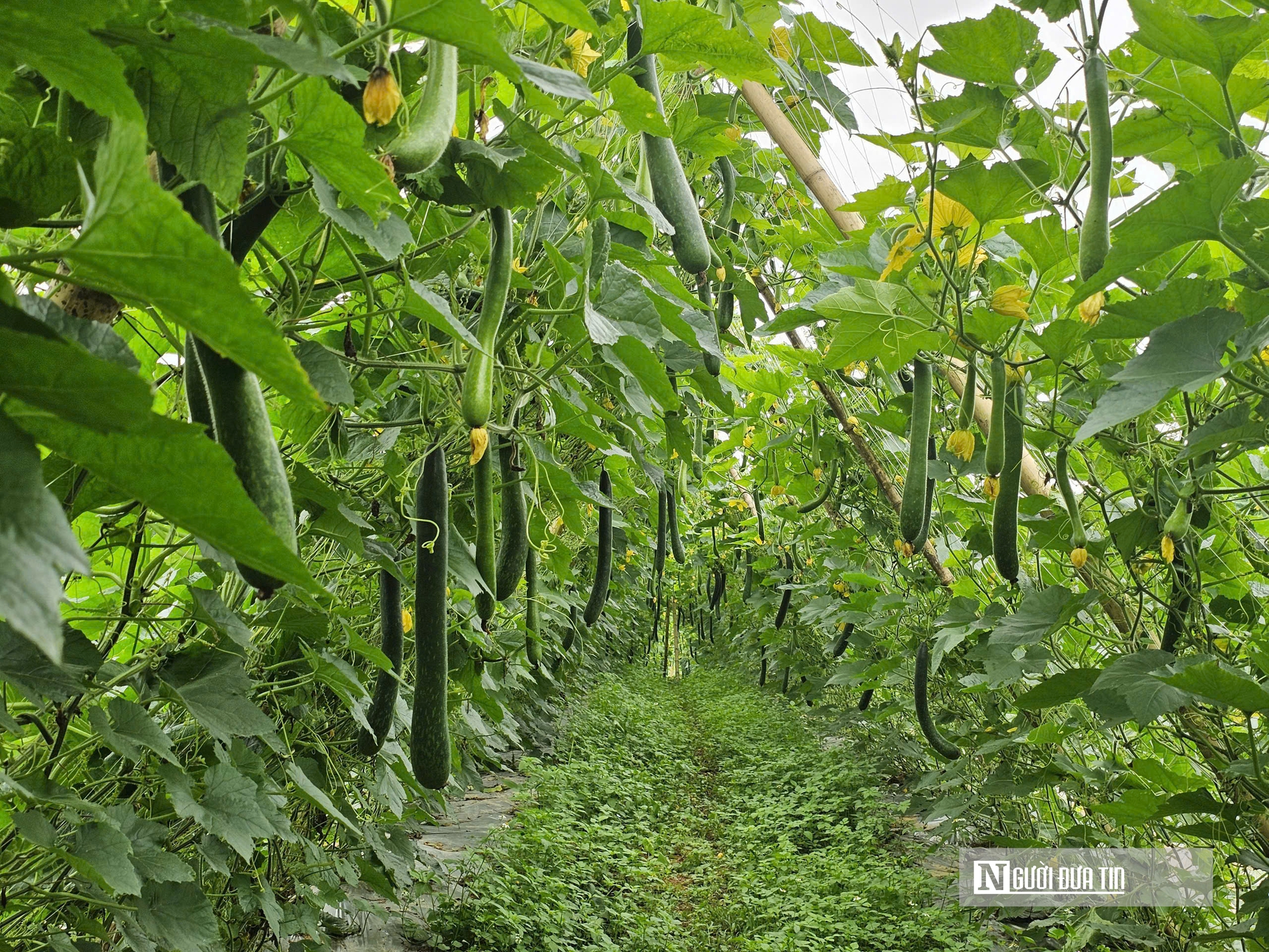 Trồng c&acirc;y giải nhiệt "b&igrave;nh d&acirc;n", n&ocirc;ng d&acirc;n bỏ t&uacute;i h&agrave;ng trăm triệu đồng/năm- Ảnh 2.