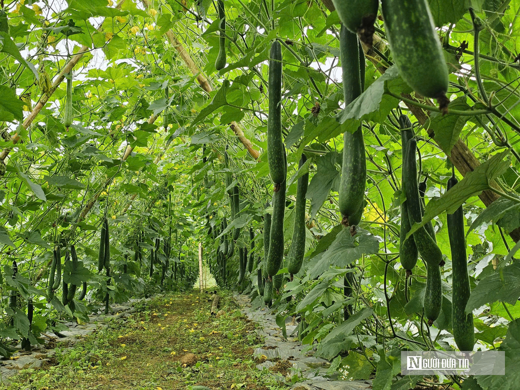 Trồng c&acirc;y giải nhiệt "b&igrave;nh d&acirc;n", n&ocirc;ng d&acirc;n bỏ t&uacute;i h&agrave;ng trăm triệu đồng/năm- Ảnh 3.