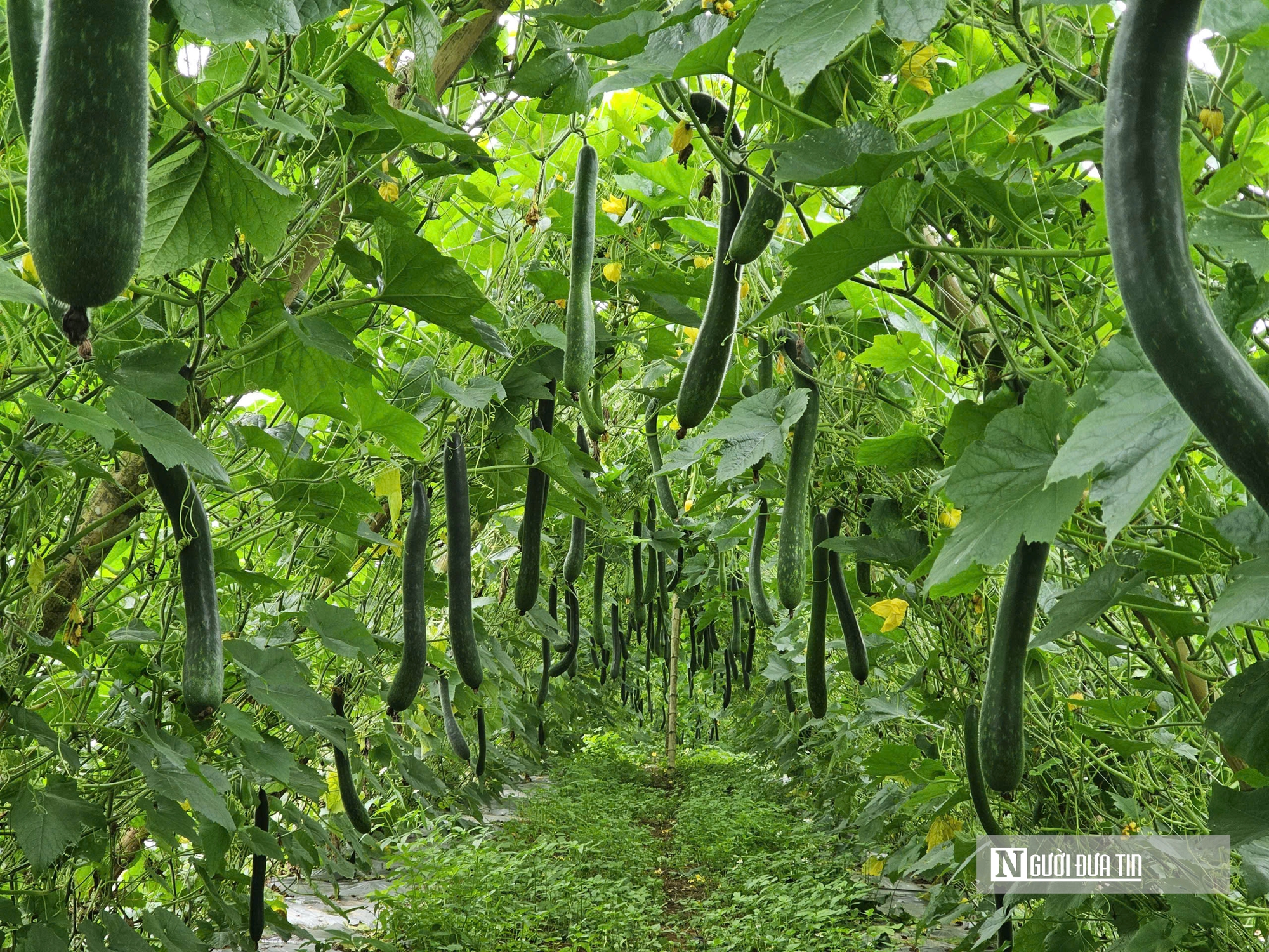 Trồng c&acirc;y giải nhiệt "b&igrave;nh d&acirc;n", n&ocirc;ng d&acirc;n bỏ t&uacute;i h&agrave;ng trăm triệu đồng/năm- Ảnh 4.