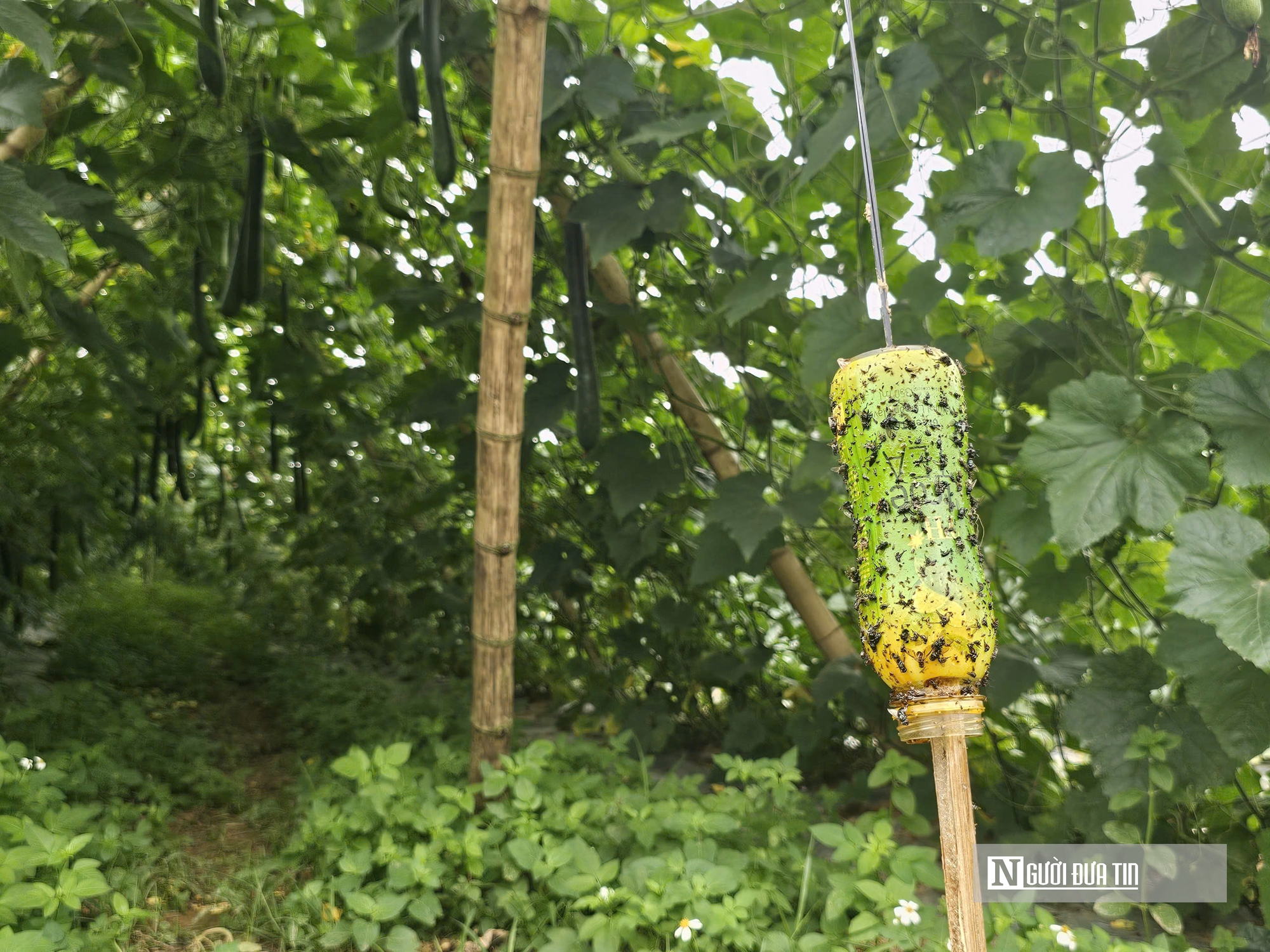 Trồng c&acirc;y giải nhiệt "b&igrave;nh d&acirc;n", n&ocirc;ng d&acirc;n bỏ t&uacute;i h&agrave;ng trăm triệu đồng/năm- Ảnh 5.