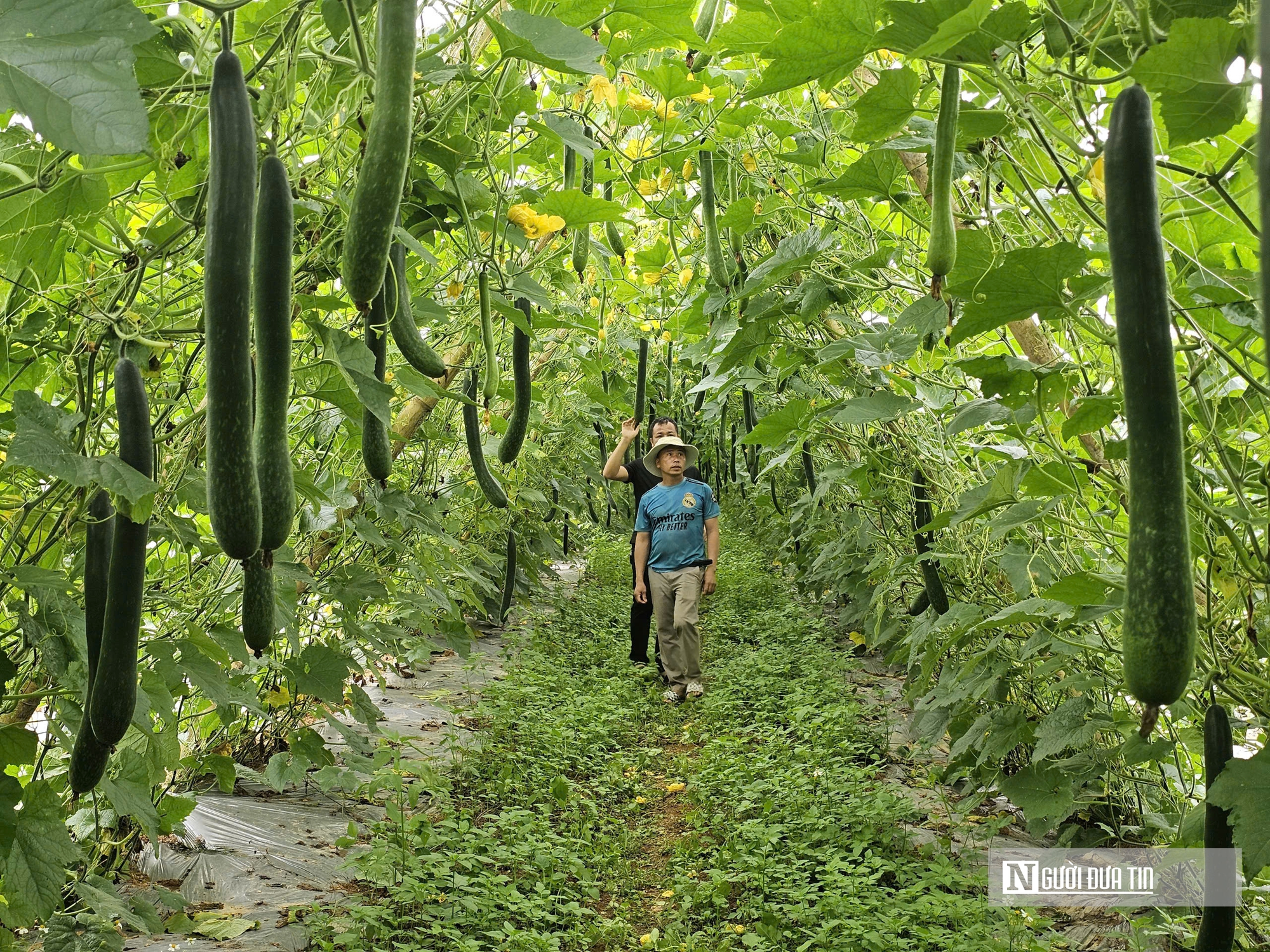 Trồng c&acirc;y giải nhiệt "b&igrave;nh d&acirc;n", n&ocirc;ng d&acirc;n bỏ t&uacute;i h&agrave;ng trăm triệu đồng/năm- Ảnh 6.