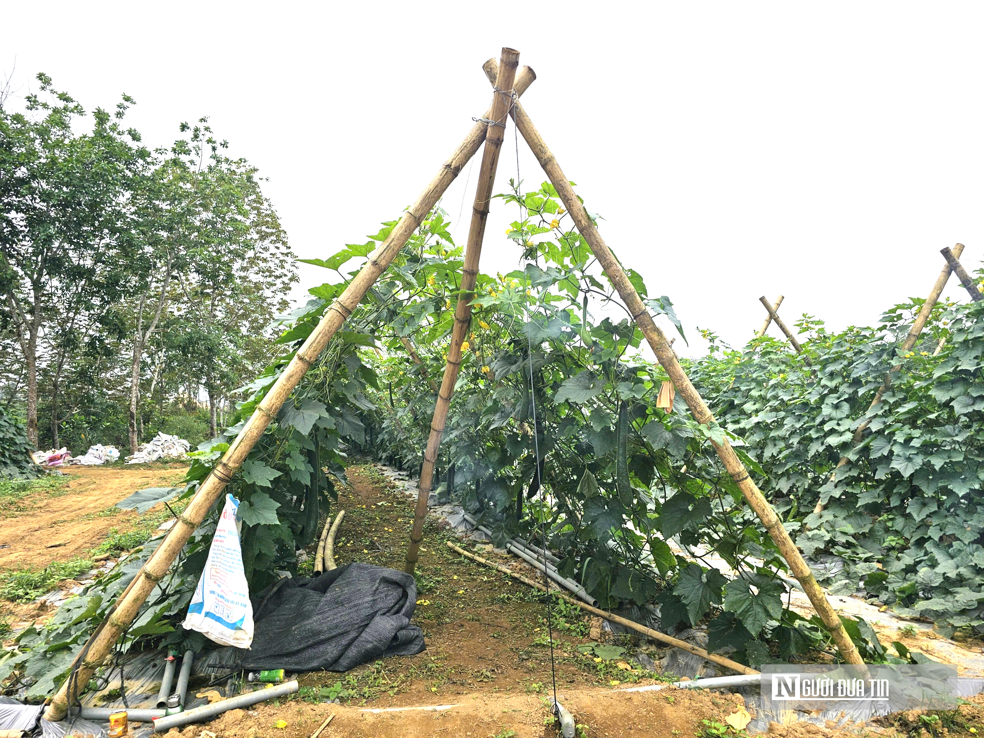 Trồng c&acirc;y giải nhiệt "b&igrave;nh d&acirc;n", n&ocirc;ng d&acirc;n bỏ t&uacute;i h&agrave;ng trăm triệu đồng/năm- Ảnh 7.