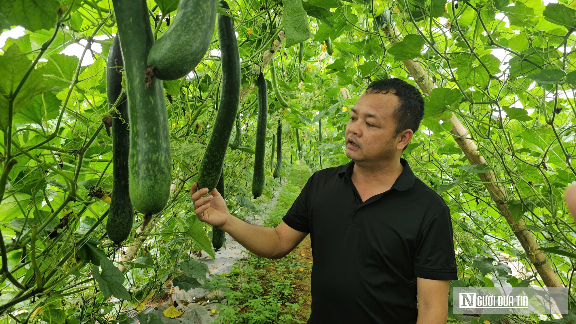 Trồng c&acirc;y giải nhiệt "b&igrave;nh d&acirc;n", n&ocirc;ng d&acirc;n bỏ t&uacute;i h&agrave;ng trăm triệu đồng/năm- Ảnh 9.