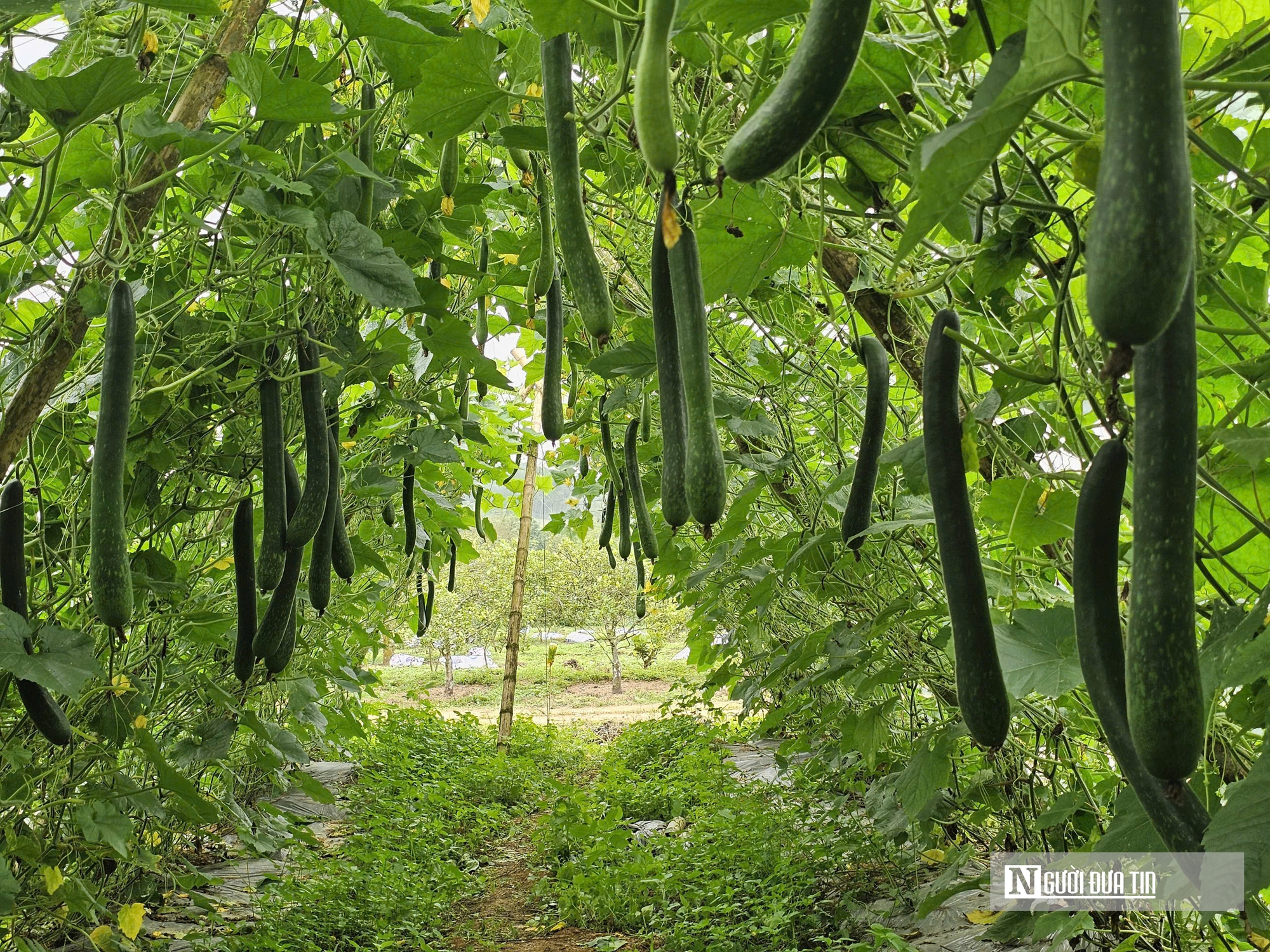 Trồng c&acirc;y giải nhiệt "b&igrave;nh d&acirc;n", n&ocirc;ng d&acirc;n bỏ t&uacute;i h&agrave;ng trăm triệu đồng/năm- Ảnh 11.