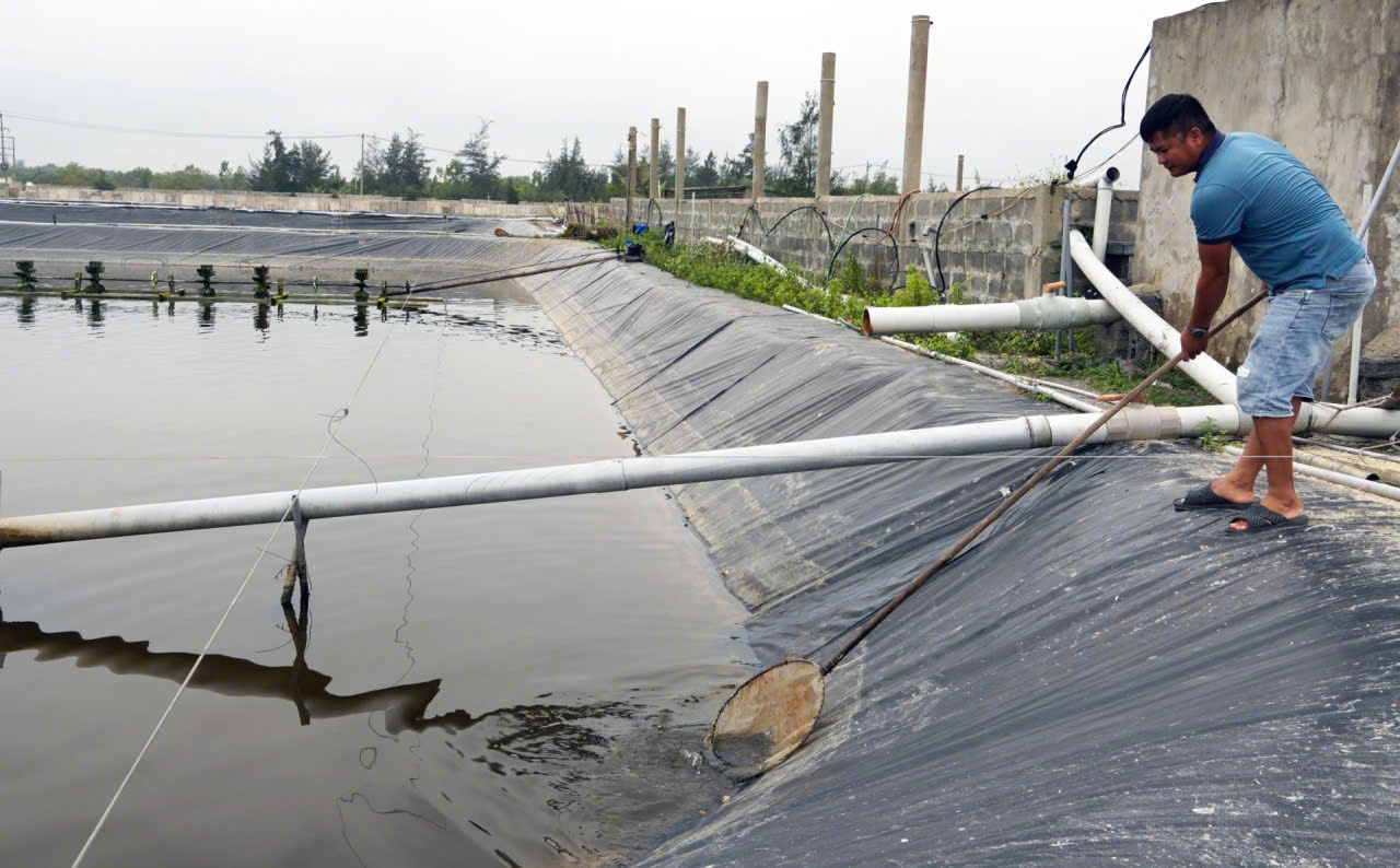 Quyết định mạo hiểm nuôi loài “vua của các loài ốc”, anh nông dân thu về tiền tỷ  - Ảnh 3.