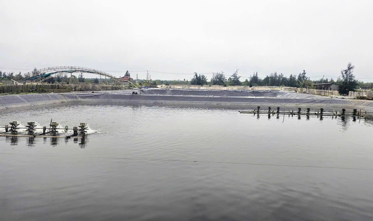 Quyết định mạo hiểm nuôi loài “vua của các loài ốc”, anh nông dân thu về tiền tỷ  - Ảnh 1.