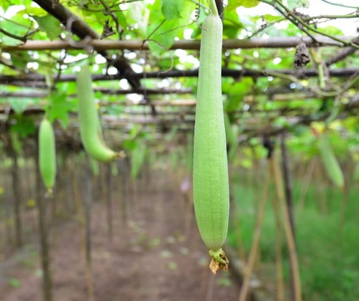 Loại quả được mệnh danh 