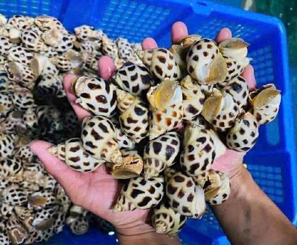 Quyết định mạo hiểm nuôi loài “vua của các loài ốc”, anh nông dân thu về tiền tỷ  - Ảnh 2.