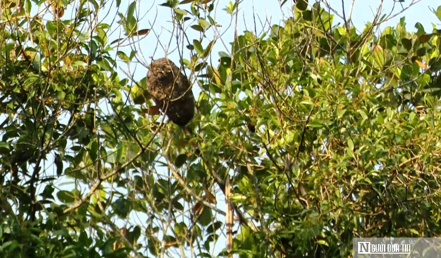 Vào rừng săn trứng kiến kiếm tiền triệu mỗi ngày- Ảnh 1.