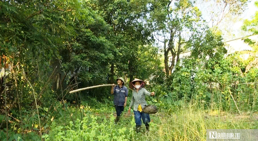 Vào rừng săn trứng kiến kiếm tiền triệu mỗi ngày- Ảnh 2.