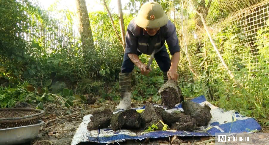 Vào rừng săn trứng kiến kiếm tiền triệu mỗi ngày- Ảnh 3.