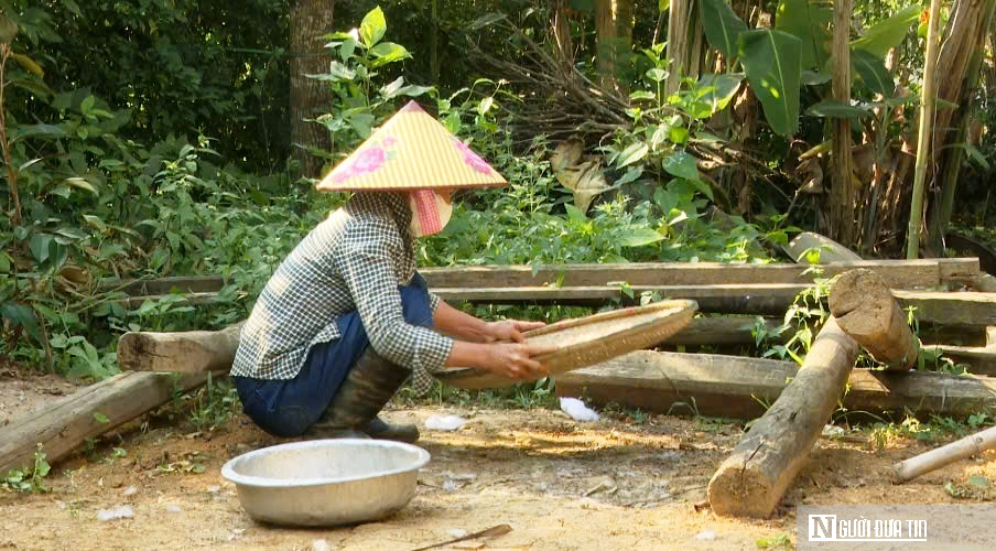 Vào rừng săn trứng kiến kiếm tiền triệu mỗi ngày- Ảnh 4.