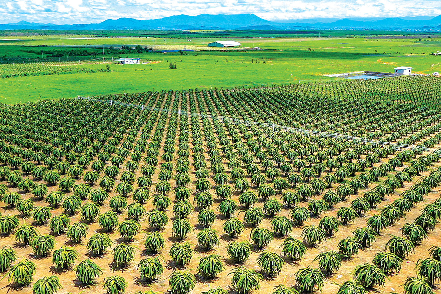 Chuyển đổi hàng nghìn ha thanh long: Lối ra nào cho nông dân Lâm Đồng? - Ảnh 1.