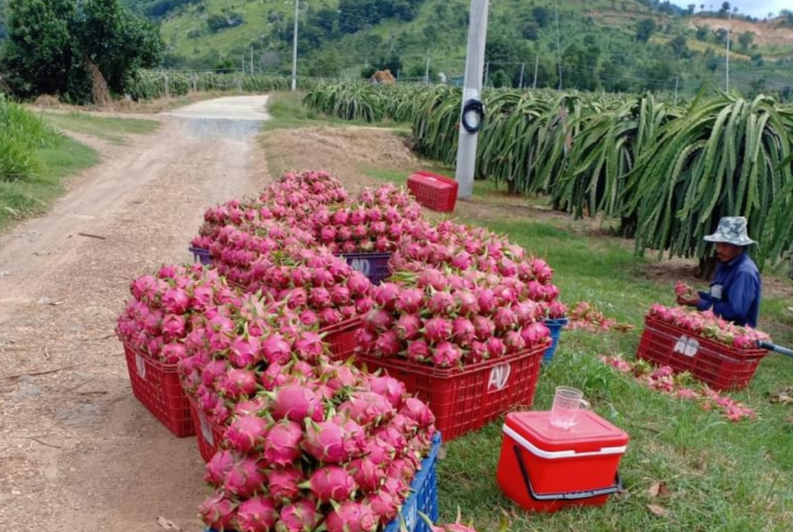 Chuyển đổi hàng nghìn ha thanh long: Lối ra nào cho nông dân Lâm Đồng? - Ảnh 4.