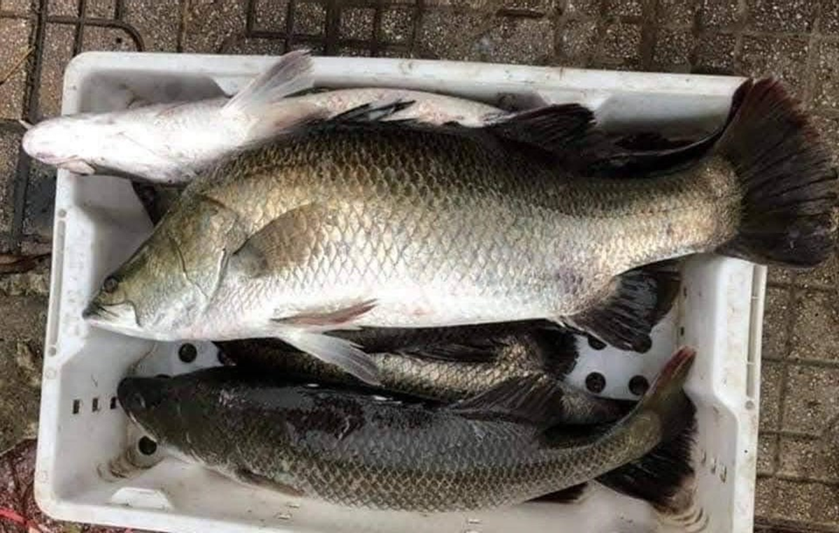 Loại cá được khen 