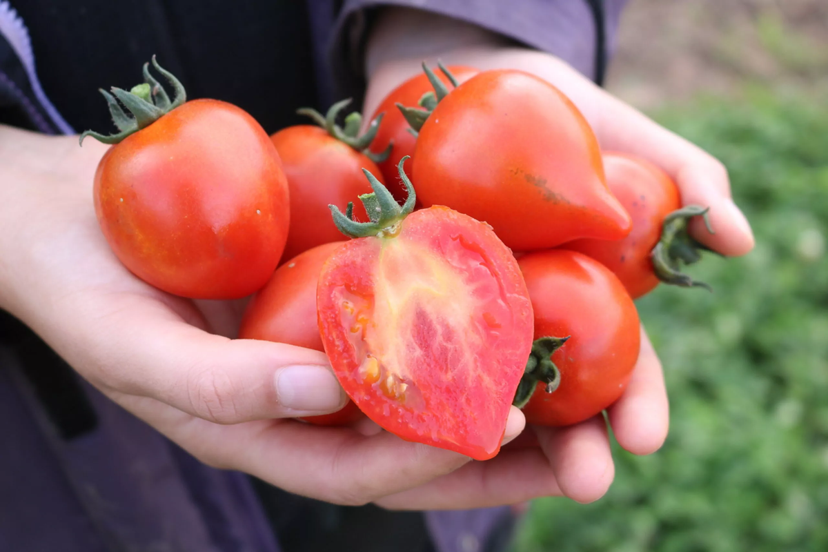 Loại quả người Việt hay nấu canh chứa hợp chất kéo dài tuổi thọ - Ảnh 3.