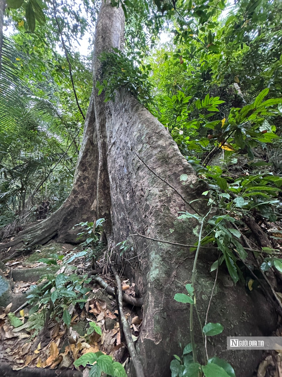 Ngắm d&ograve;ng Th&aacute;c Lụa cao 300 m&eacute;t giữa rừng nguy&ecirc;n sinh ở Quảng Ng&atilde;i- Ảnh 7.