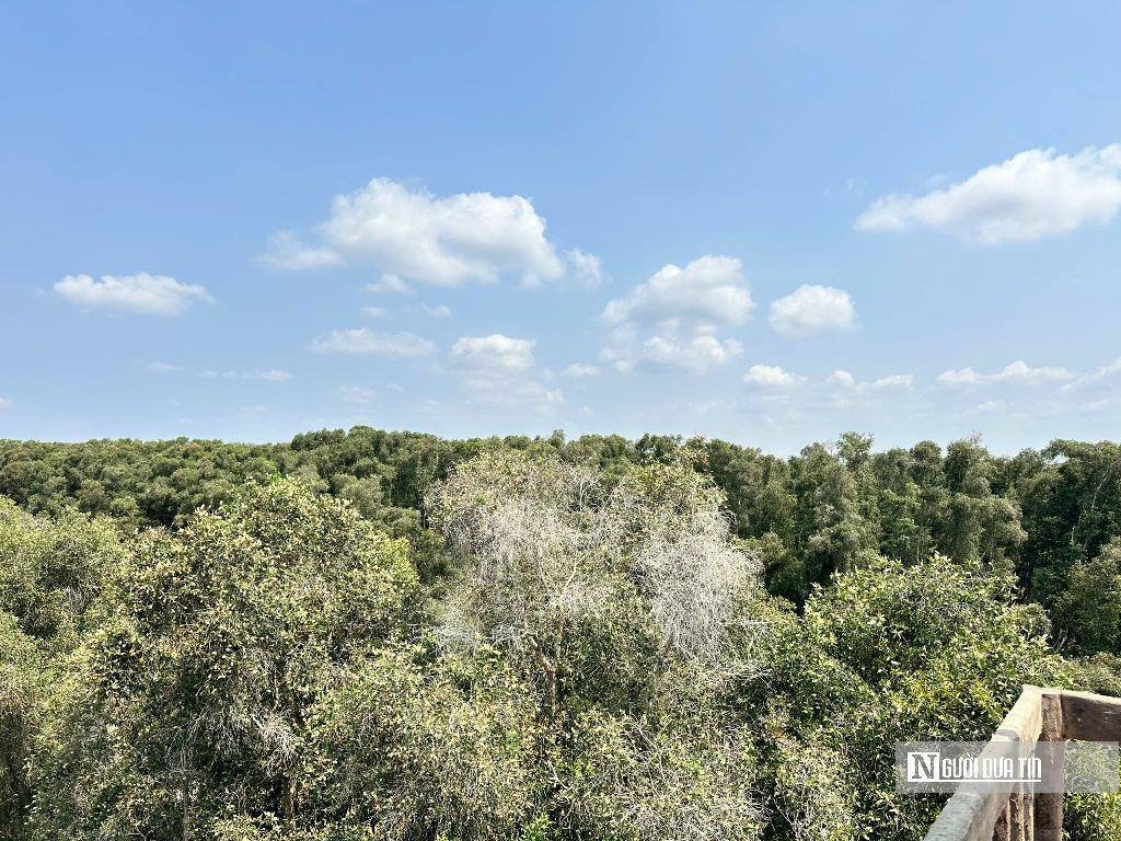 Canh lửa mùa khô: Giữ bình yên rừng Tràm Chim, Gò Tháp- Ảnh 1.