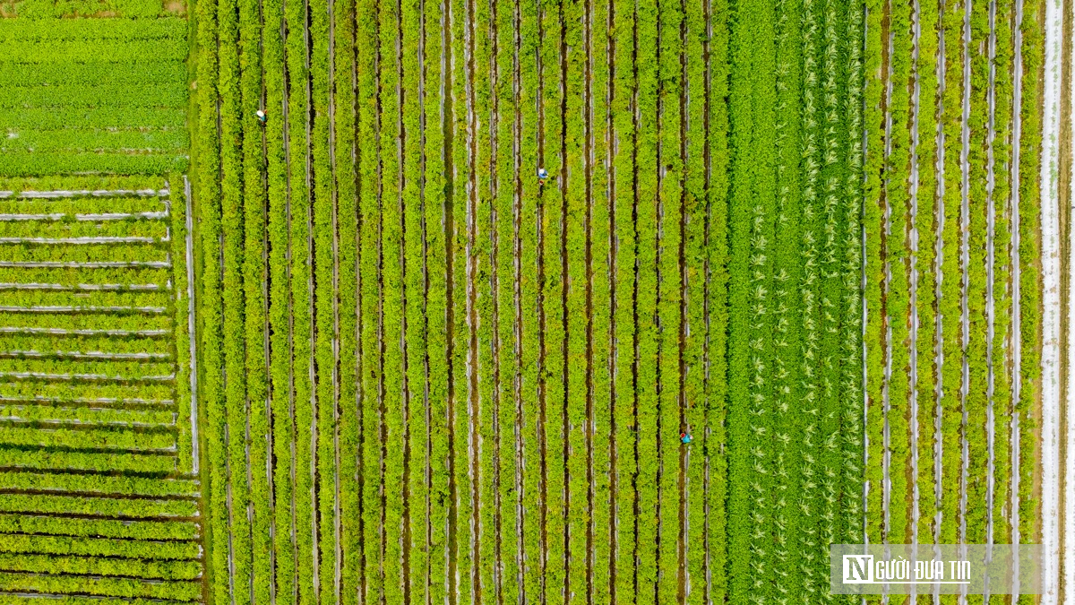 Từng l&agrave; thứ quả 'h&aacute;i ra tiền' khi gi&aacute; cao kỷ lục, nay ch&iacute;n đỏ đồng kh&ocirc;ng ai buồn h&aacute;i- Ảnh 1.