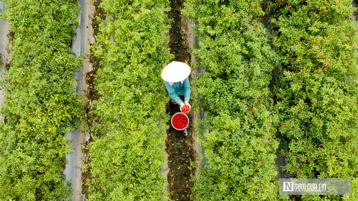 Từng l&agrave; thứ quả 'h&aacute;i ra tiền' khi gi&aacute; cao kỷ lục, nay ch&iacute;n đỏ đồng kh&ocirc;ng ai buồn h&aacute;i- Ảnh 2.