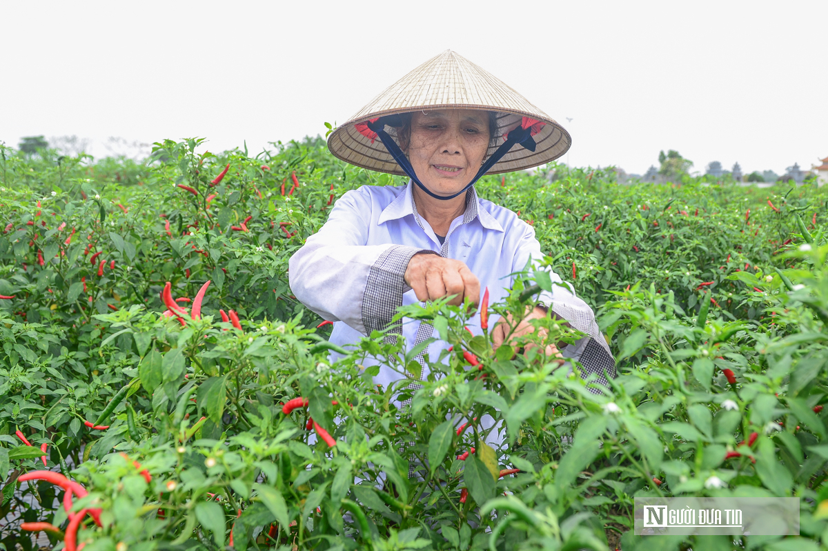 Từng l&agrave; thứ quả 'h&aacute;i ra tiền' khi gi&aacute; cao kỷ lục, nay ch&iacute;n đỏ đồng kh&ocirc;ng ai buồn h&aacute;i- Ảnh 3.