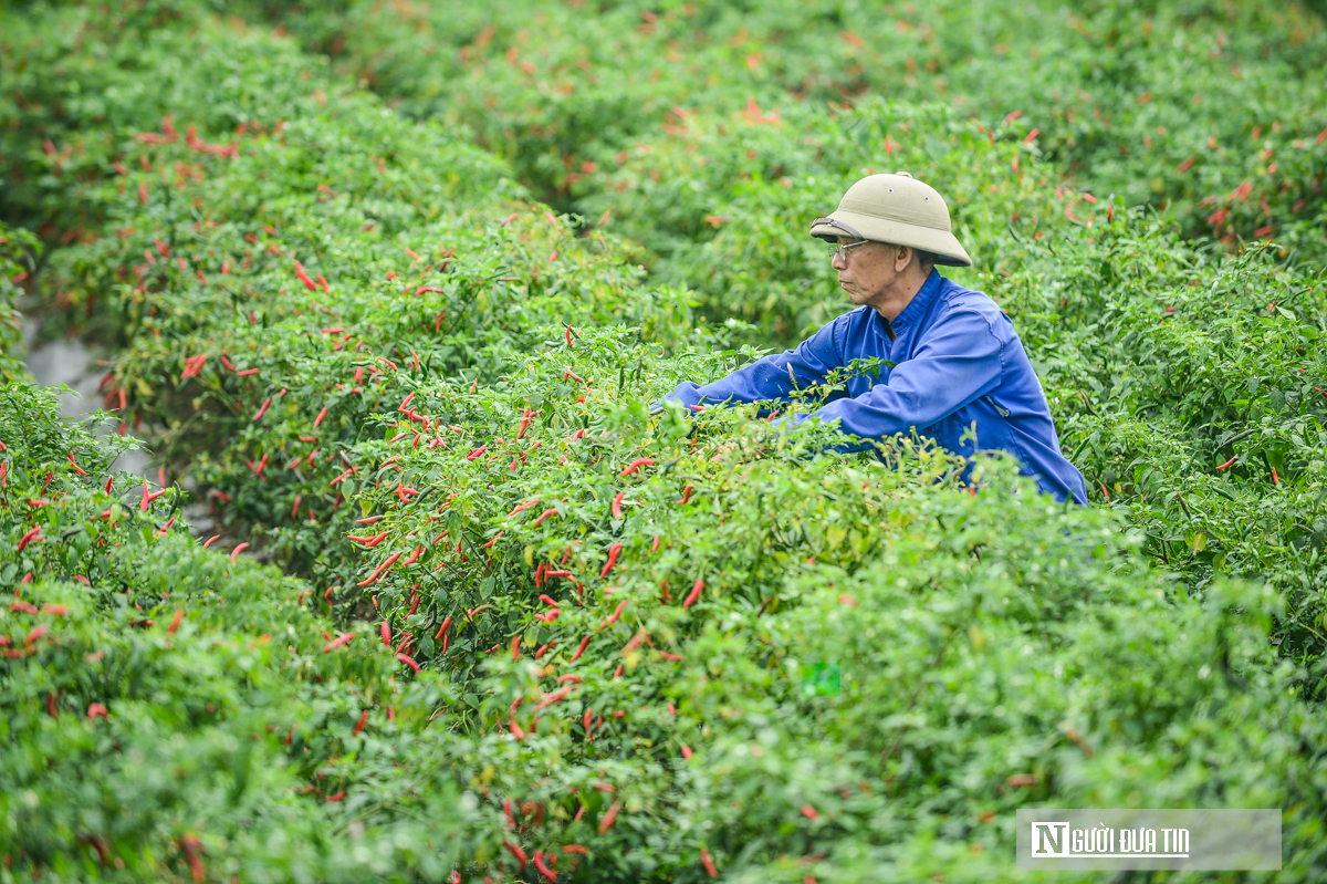 Từng l&agrave; thứ quả 'h&aacute;i ra tiền' khi gi&aacute; cao kỷ lục, nay ch&iacute;n đỏ đồng kh&ocirc;ng ai buồn h&aacute;i- Ảnh 4.