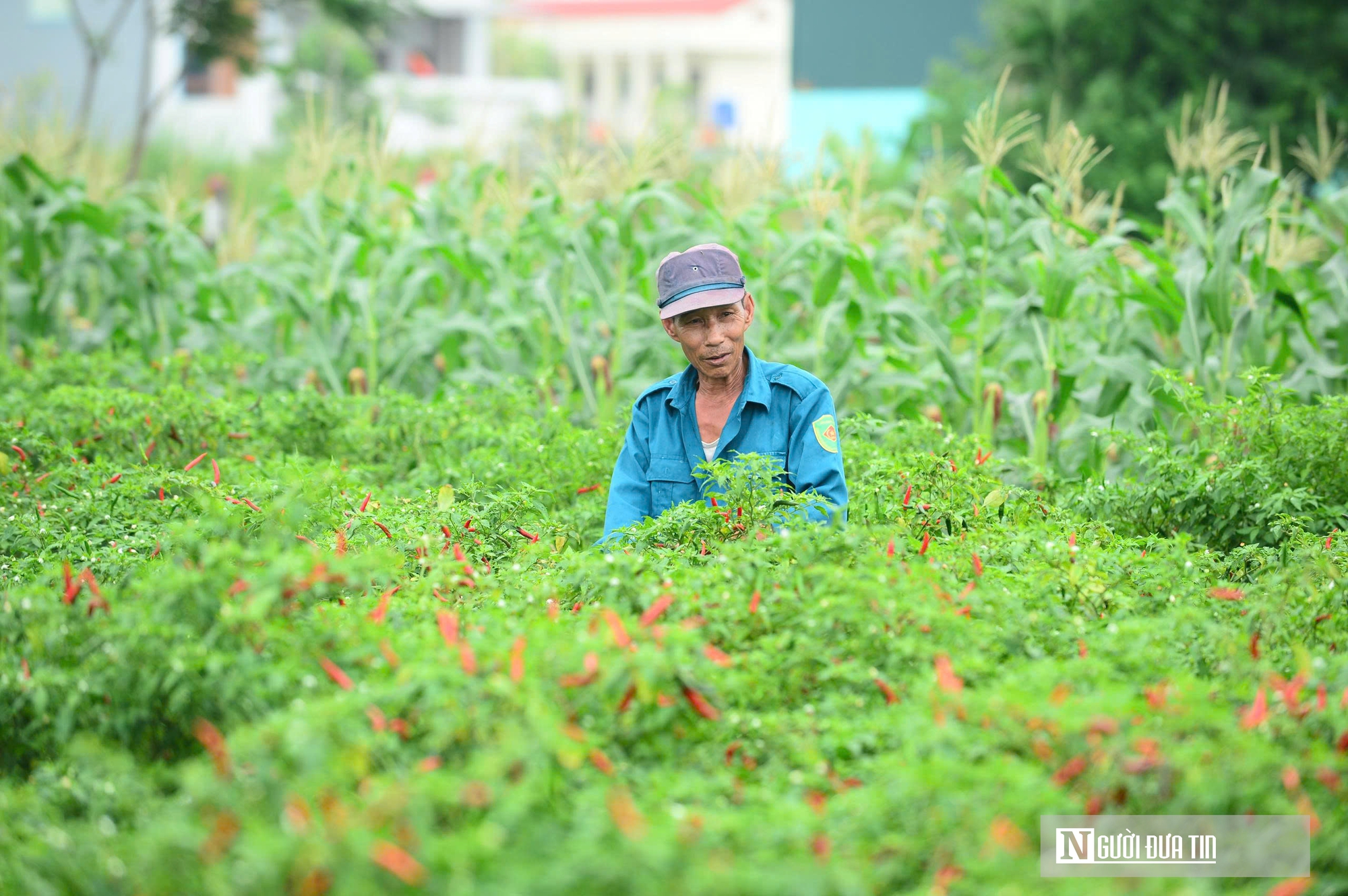 Từng l&agrave; thứ quả 'h&aacute;i ra tiền' khi gi&aacute; cao kỷ lục, nay ch&iacute;n đỏ đồng kh&ocirc;ng ai buồn h&aacute;i- Ảnh 5.
