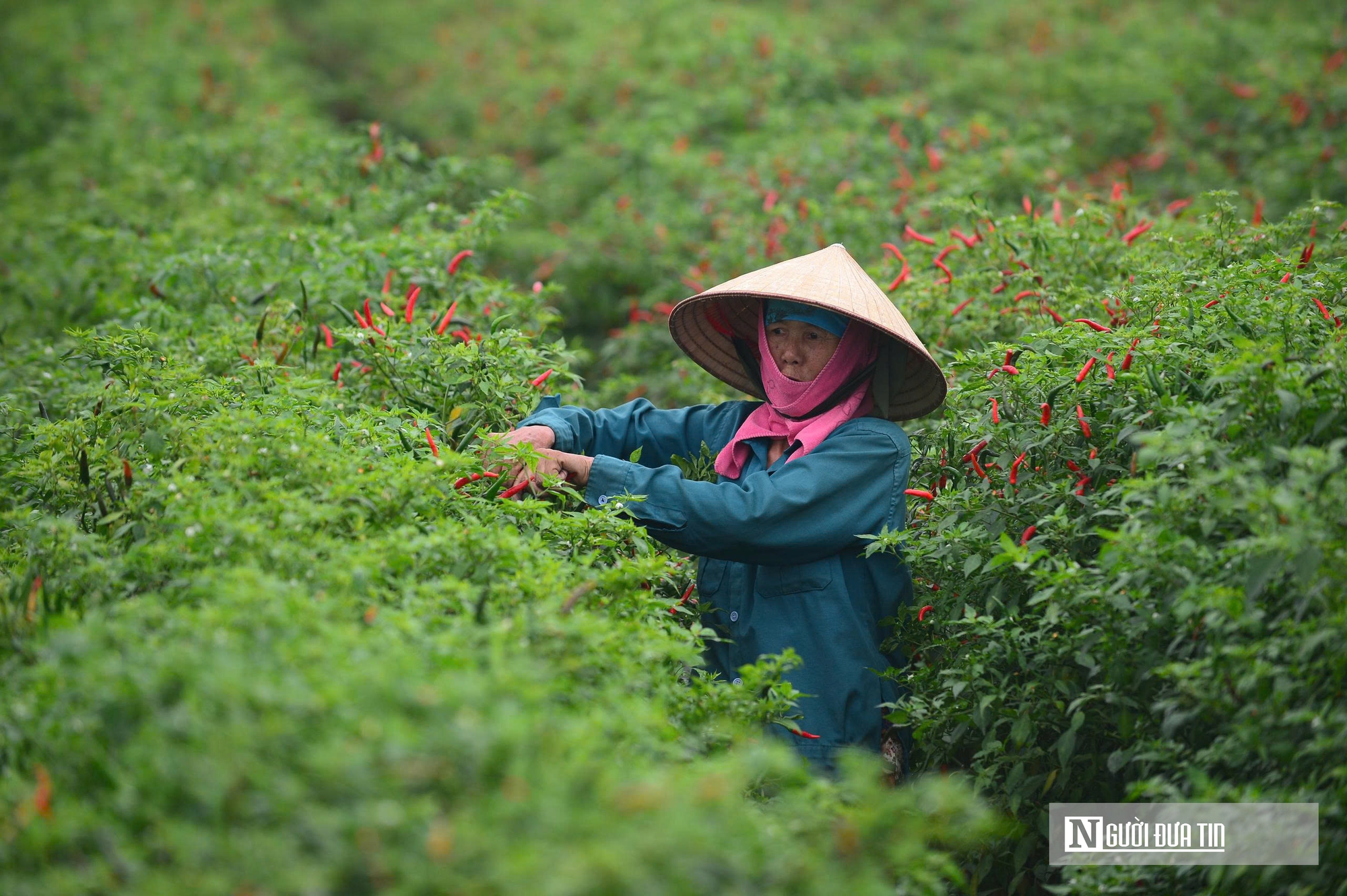 Từng l&agrave; thứ quả 'h&aacute;i ra tiền' khi gi&aacute; cao kỷ lục, nay ch&iacute;n đỏ đồng kh&ocirc;ng ai buồn h&aacute;i- Ảnh 6.