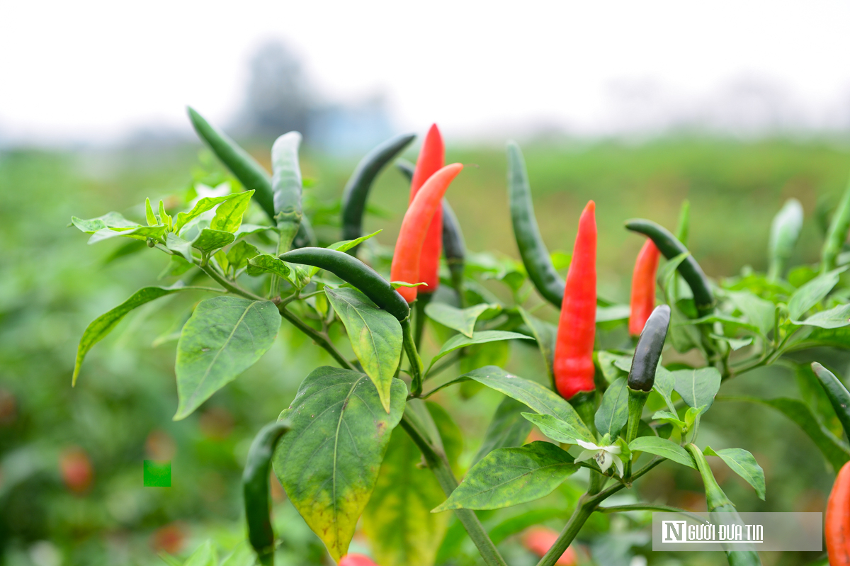 Từng l&agrave; thứ quả 'h&aacute;i ra tiền' khi gi&aacute; cao kỷ lục, nay ch&iacute;n đỏ đồng kh&ocirc;ng ai buồn h&aacute;i- Ảnh 7.