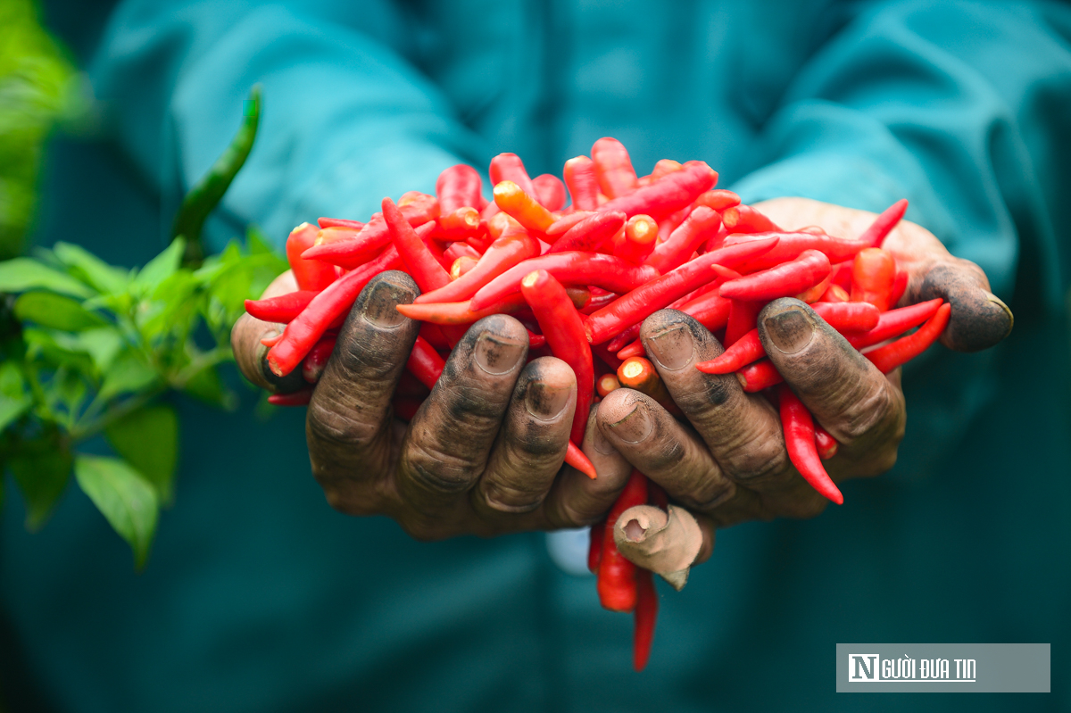 Từng l&agrave; thứ quả 'h&aacute;i ra tiền' khi gi&aacute; cao kỷ lục, nay ch&iacute;n đỏ đồng kh&ocirc;ng ai buồn h&aacute;i- Ảnh 8.