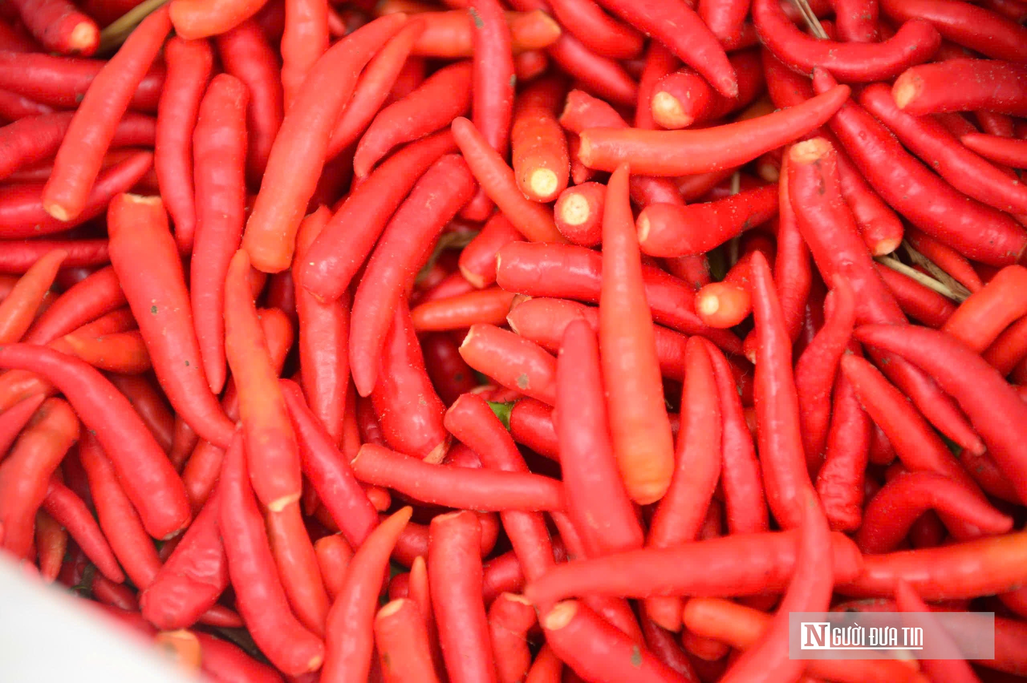 Từng l&agrave; thứ quả 'h&aacute;i ra tiền' khi gi&aacute; cao kỷ lục, nay ch&iacute;n đỏ đồng kh&ocirc;ng ai buồn h&aacute;i- Ảnh 9.