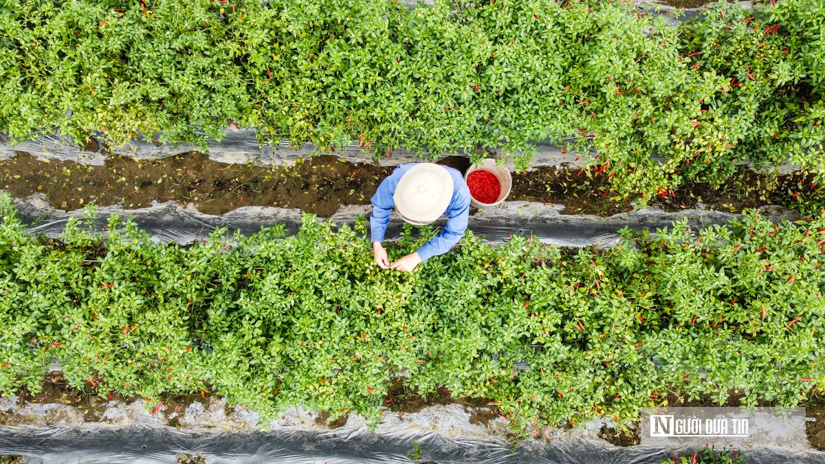 Từng l&agrave; thứ quả 'h&aacute;i ra tiền' khi gi&aacute; cao kỷ lục, nay ch&iacute;n đỏ đồng kh&ocirc;ng ai buồn h&aacute;i- Ảnh 10.