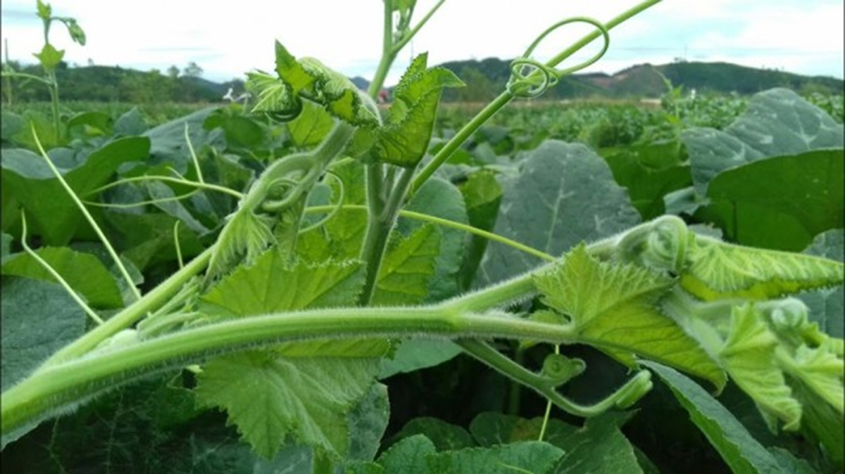 Loại rau bổ dưỡng chẳng kém 