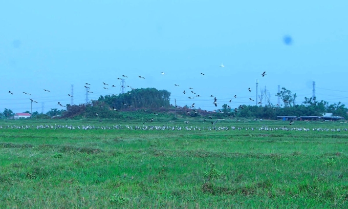 Đ&agrave;n chim trong S&aacute;ch đỏ xuất hiện tại H&agrave; Tĩnh - Ảnh 2.