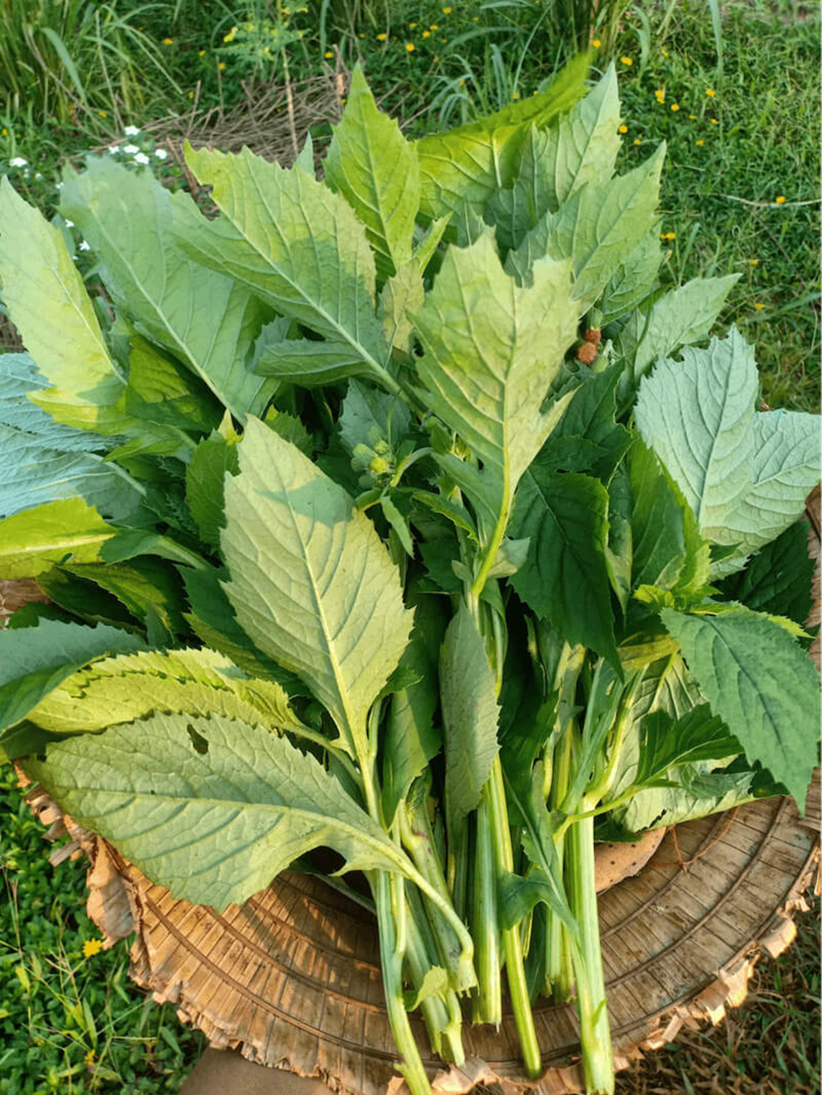 Ăn 1 mớ rau này như 