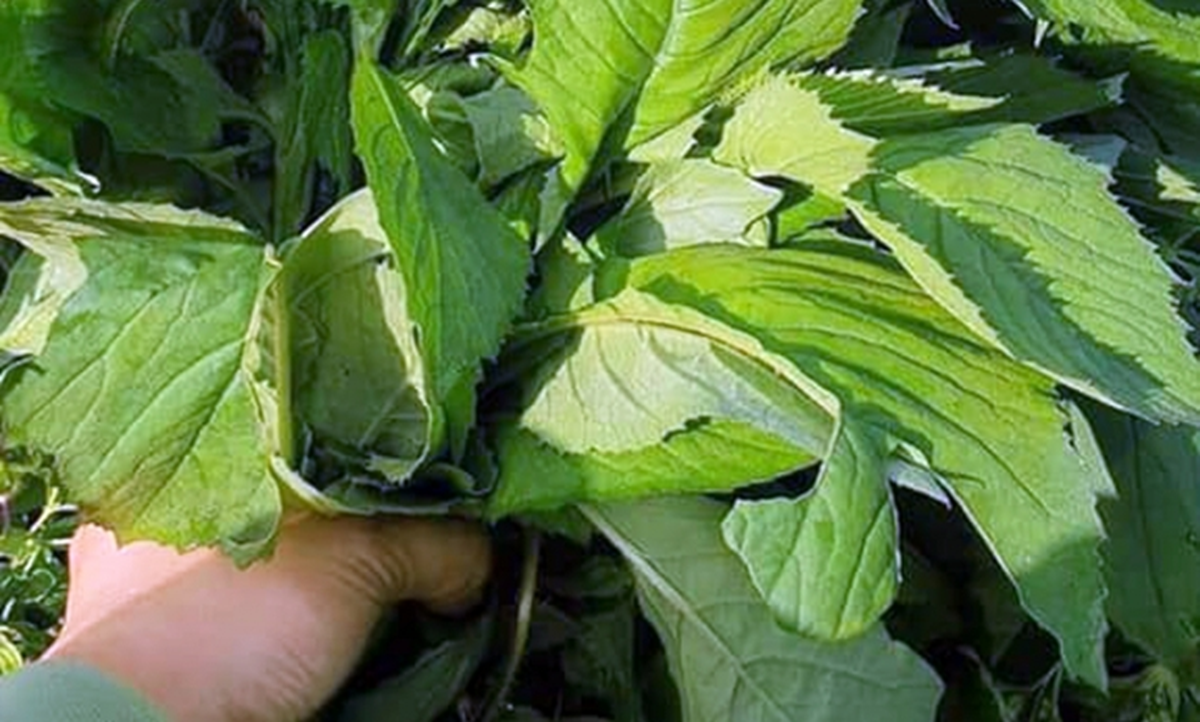 Ăn 1 mớ rau này như 