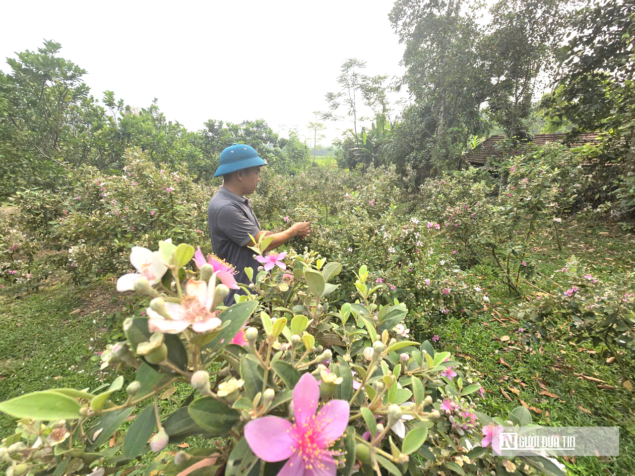 Rời ghế giám đốc, về quê trồng loại cây “ký ức tuổi thơ” mang lại thu nhập cao- Ảnh 5.