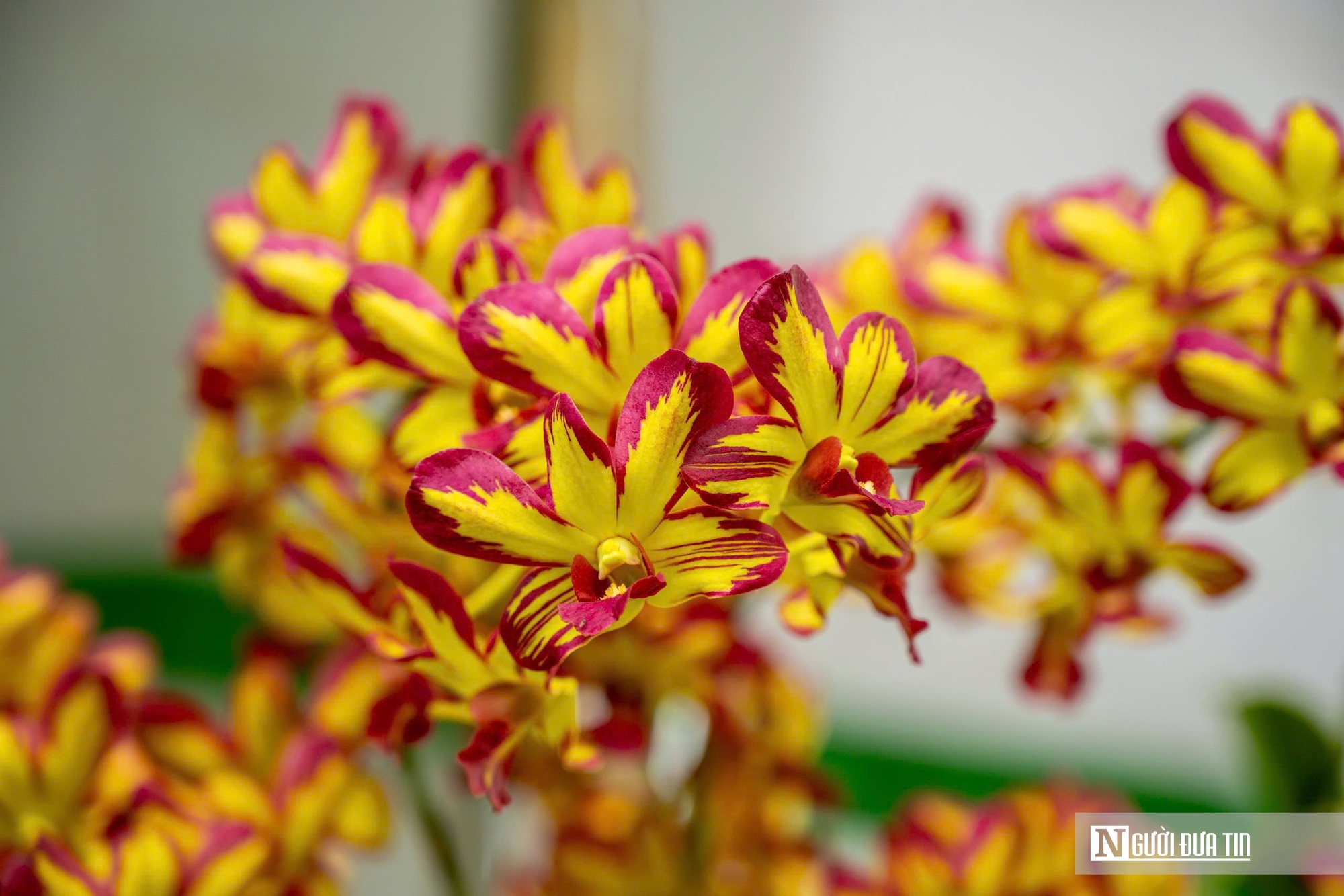 Ngắm phong lan khoe sắc trong khu vườn d&agrave;nh ri&ecirc;ng cho vua Triều Nguyễn- Ảnh 6.