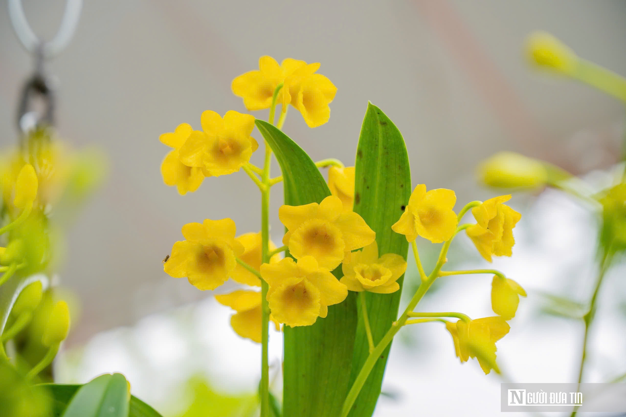 Ngắm phong lan khoe sắc trong khu vườn d&agrave;nh ri&ecirc;ng cho vua Triều Nguyễn- Ảnh 7.