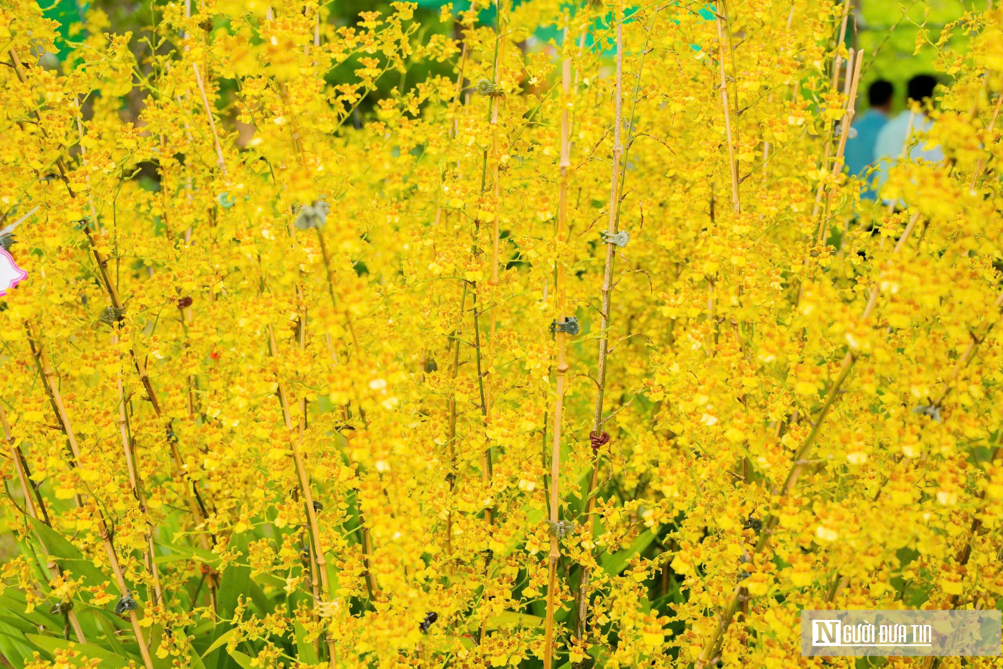 Ngắm phong lan khoe sắc trong khu vườn d&agrave;nh ri&ecirc;ng cho vua Triều Nguyễn- Ảnh 8.