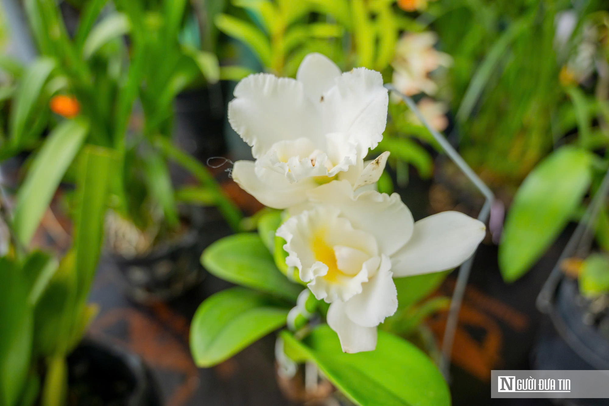 Ngắm phong lan khoe sắc trong khu vườn d&agrave;nh ri&ecirc;ng cho vua Triều Nguyễn- Ảnh 9.