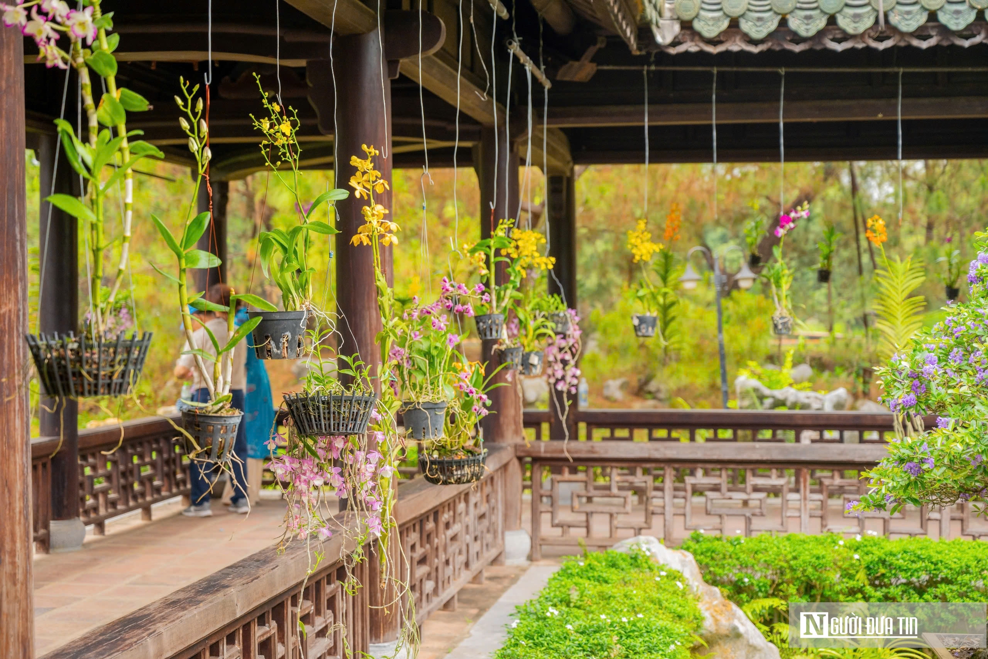 Ngắm phong lan khoe sắc trong khu vườn d&agrave;nh ri&ecirc;ng cho vua Triều Nguyễn- Ảnh 10.