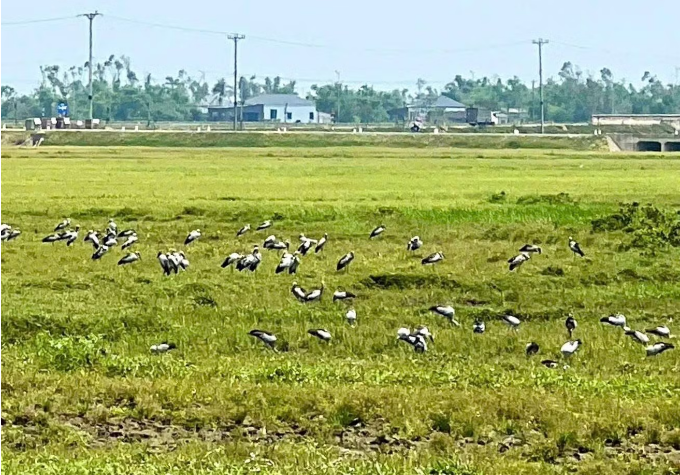 Đàn chim trong Sách đỏ xuất hiện tại Hà Tĩnh - Ảnh 1.