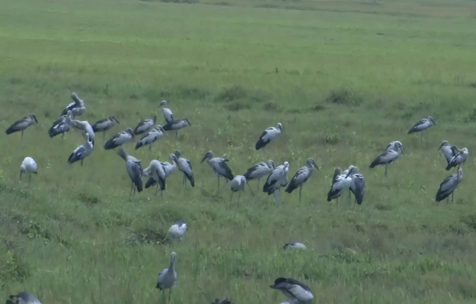 Đ&agrave;n chim trong S&aacute;ch đỏ xuất hiện tại H&agrave; Tĩnh - Ảnh 3.