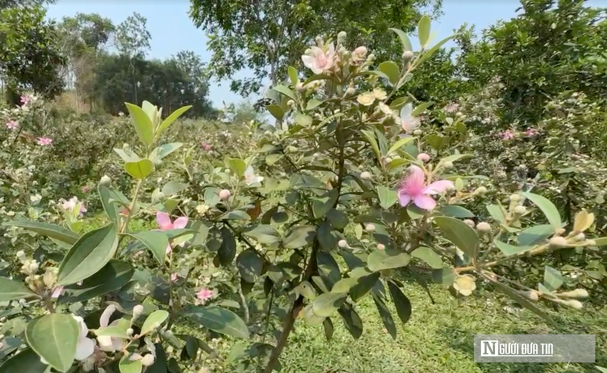 Rời ghế giám đốc, về quê trồng loại cây “ký ức tuổi thơ” mang lại thu nhập cao- Ảnh 4.