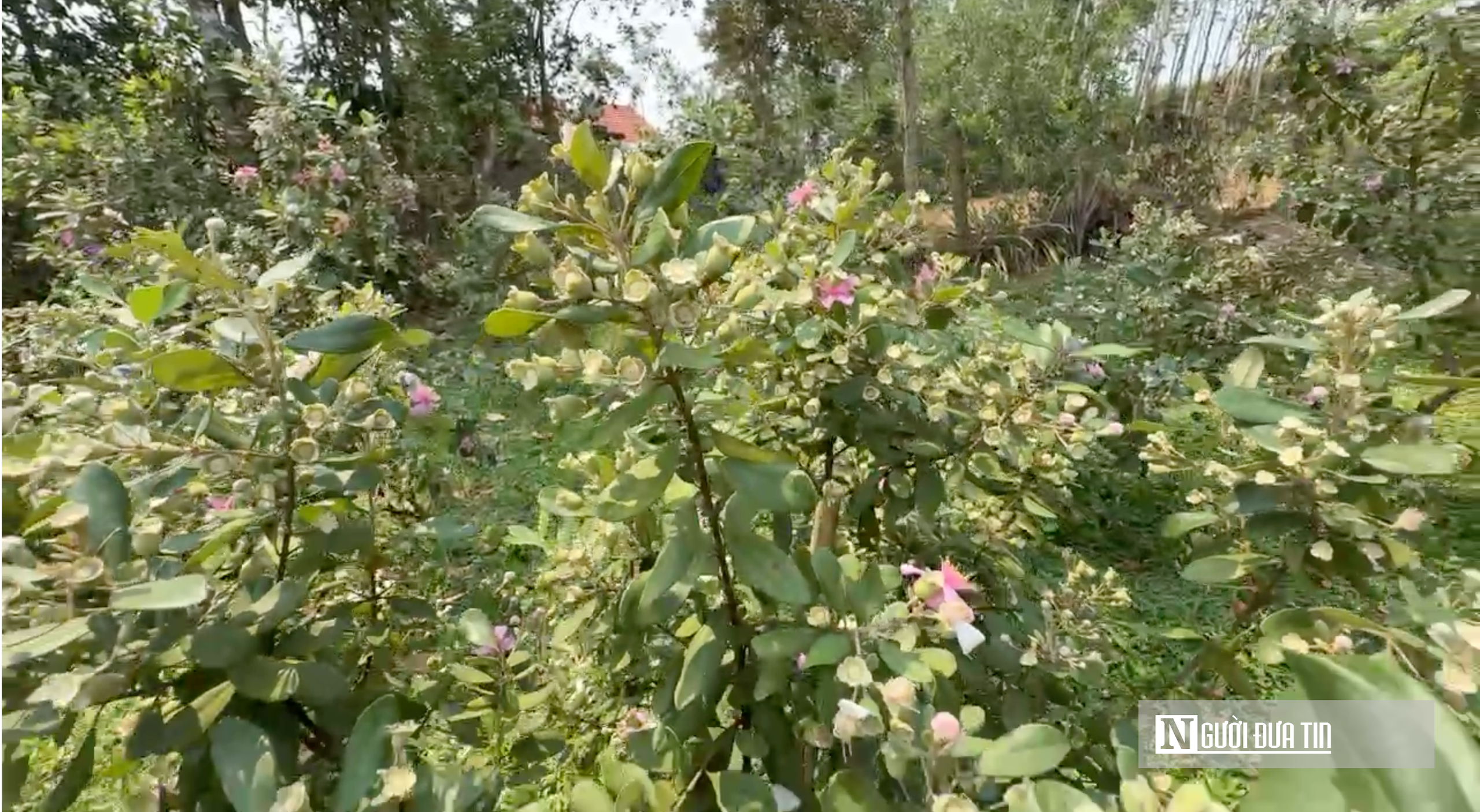 Rời ghế giám đốc, về quê trồng loại cây “ký ức tuổi thơ” mang lại thu nhập cao- Ảnh 3.